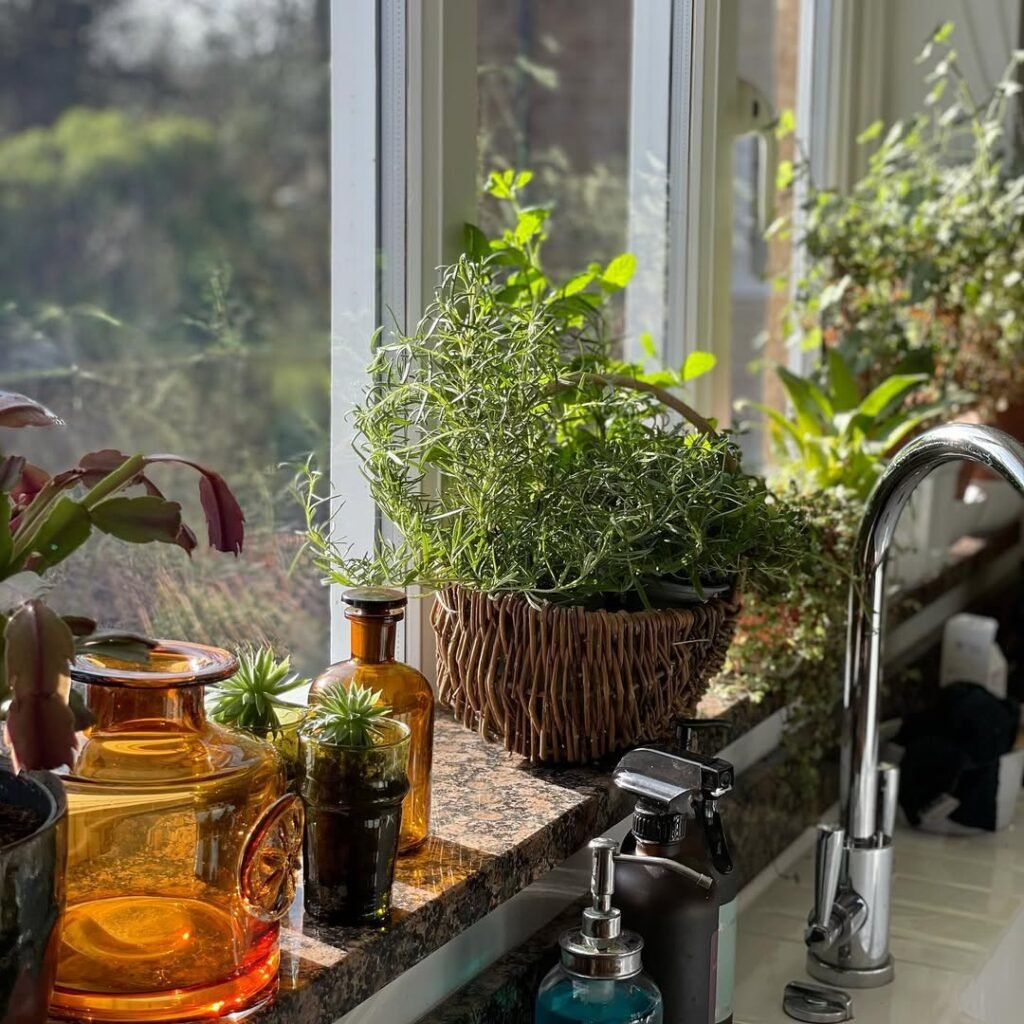 Herb Garden in a Basket