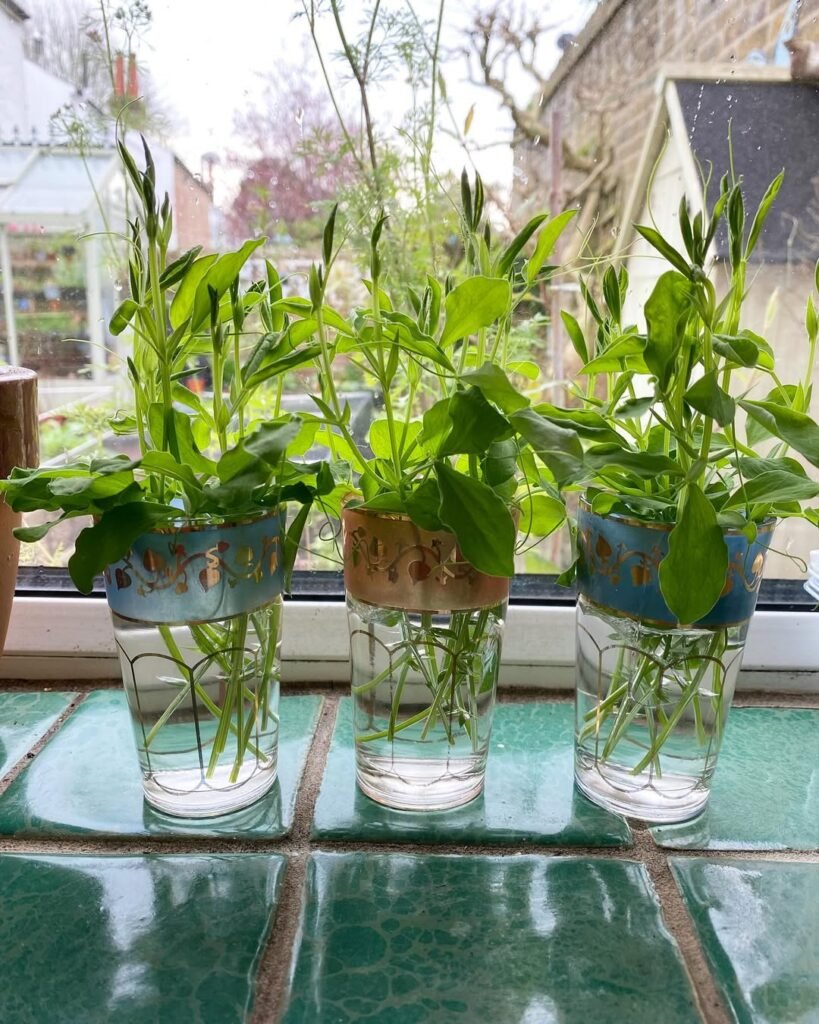 Rooting Sweet Pea Tops in Vintage Glasses
